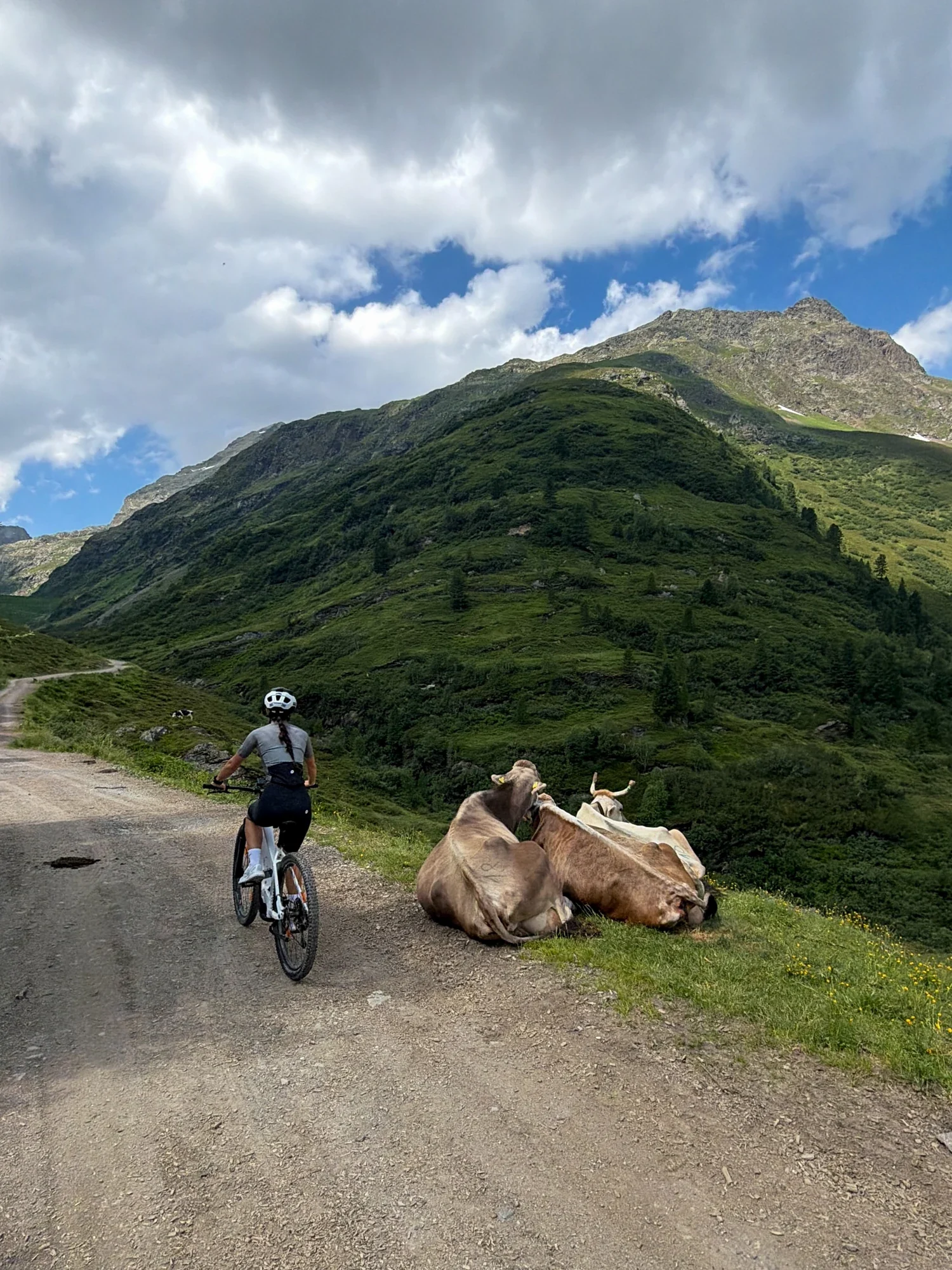 Cycling along an alpine road beside grazing cattle