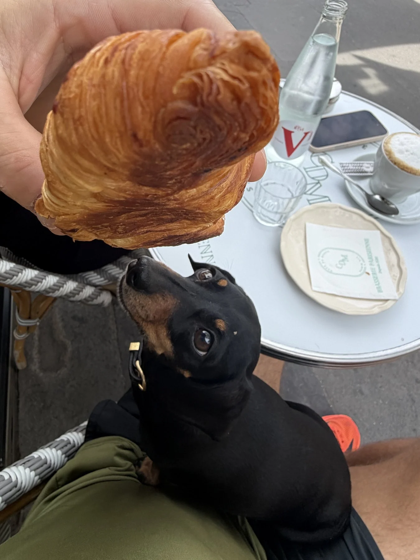 Toro looking up at a croissant held above him